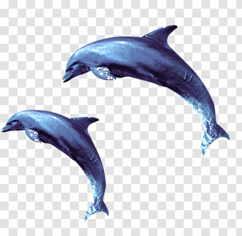 Short-beaked Common Dolphin Wholphin Bottlenose Tucuxi - Blue Effect Element Transparent PNG