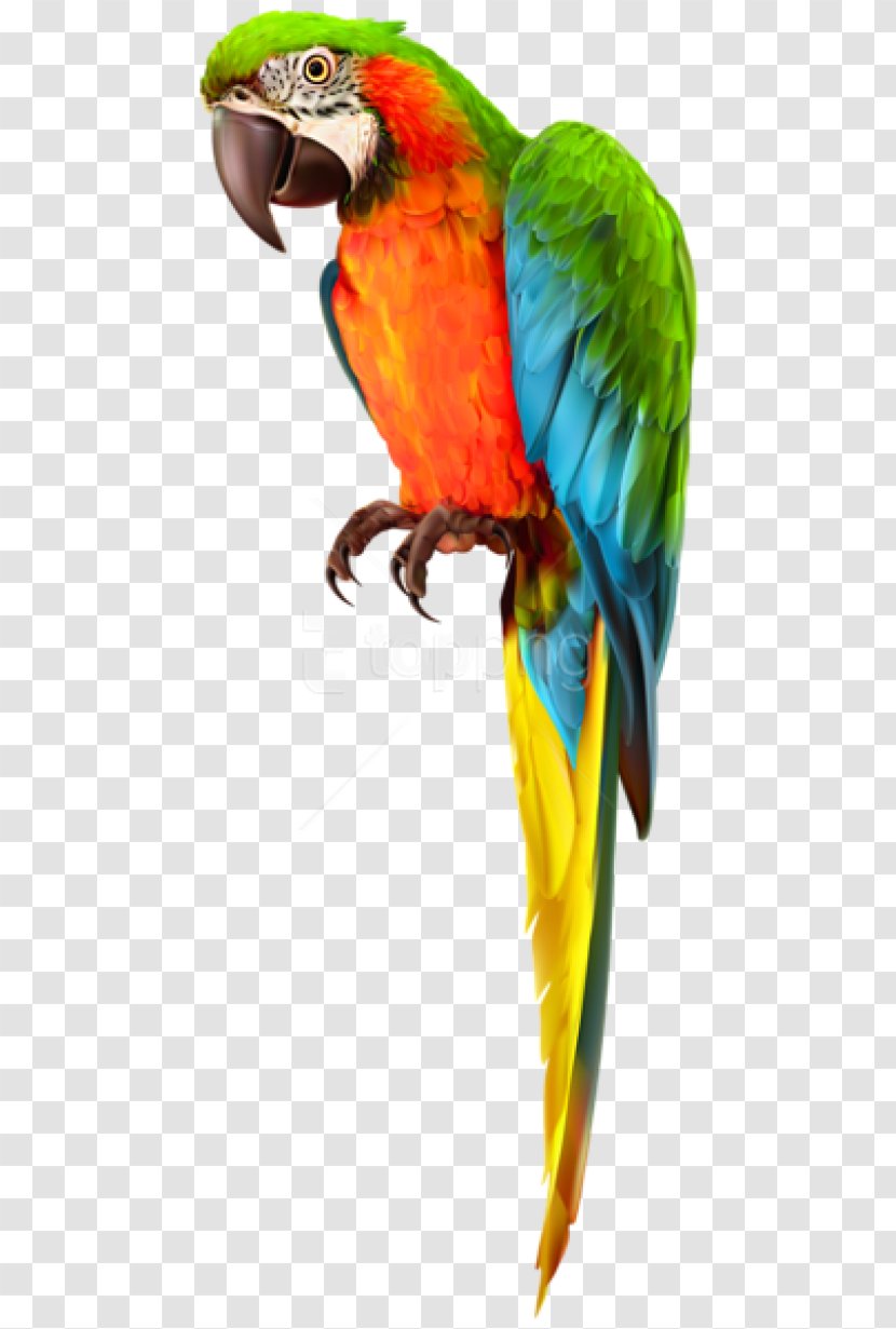 Macaw Budgerigar Parrot Lovebird - Piciformes - Samurai Top Transparent PNG