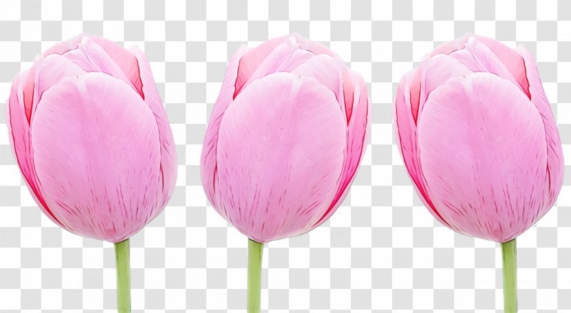 Tulip Pink Petal Flower Cut Flowers Transparent PNG