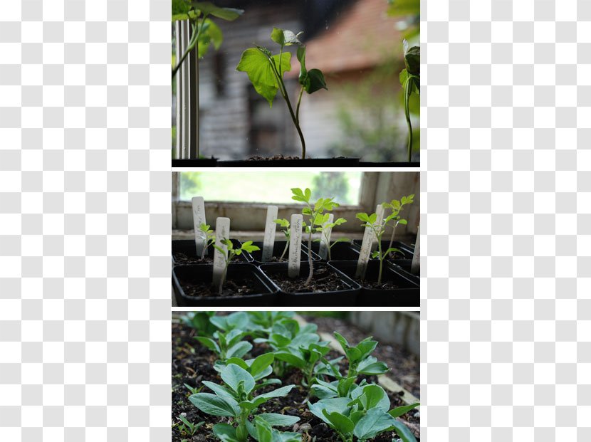 Leaf Tree Shrub Herb Transparent PNG