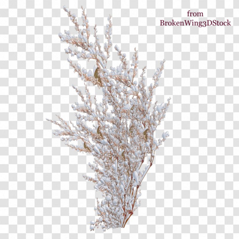Shrub Snow Tree Rose - Stock Photography Transparent PNG