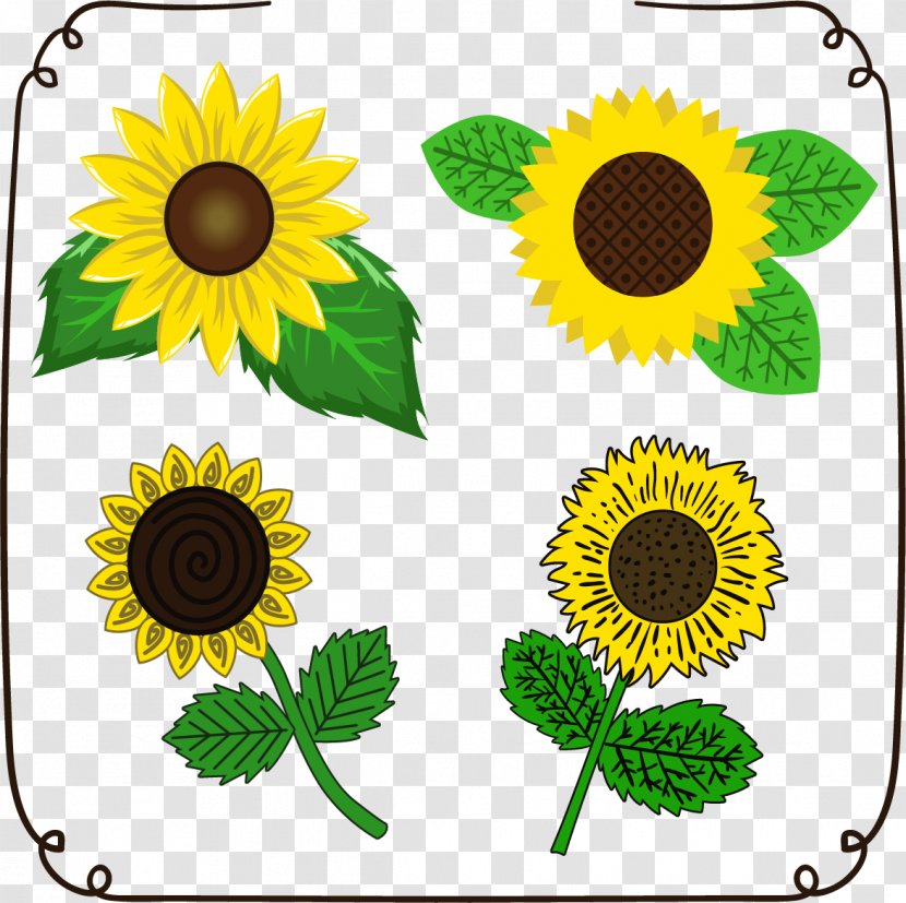 Common Sunflower Euclidean Vector Drawing Download - Flower - Of Life Transparent PNG
