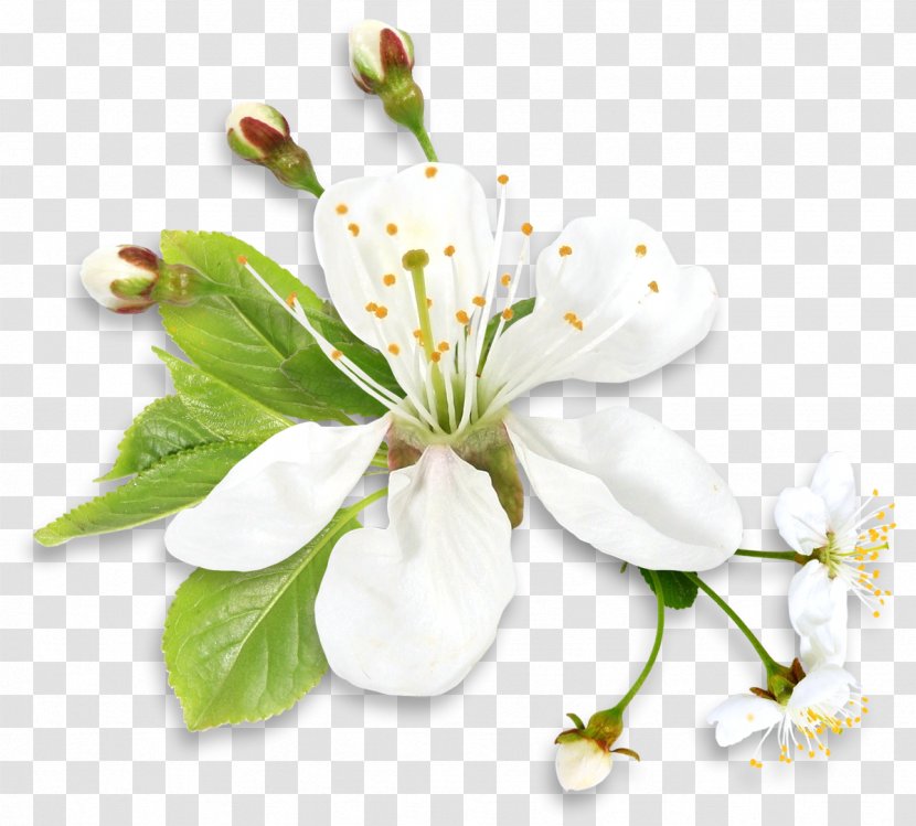 Flower White Rose Clip Art - Spring Transparent PNG