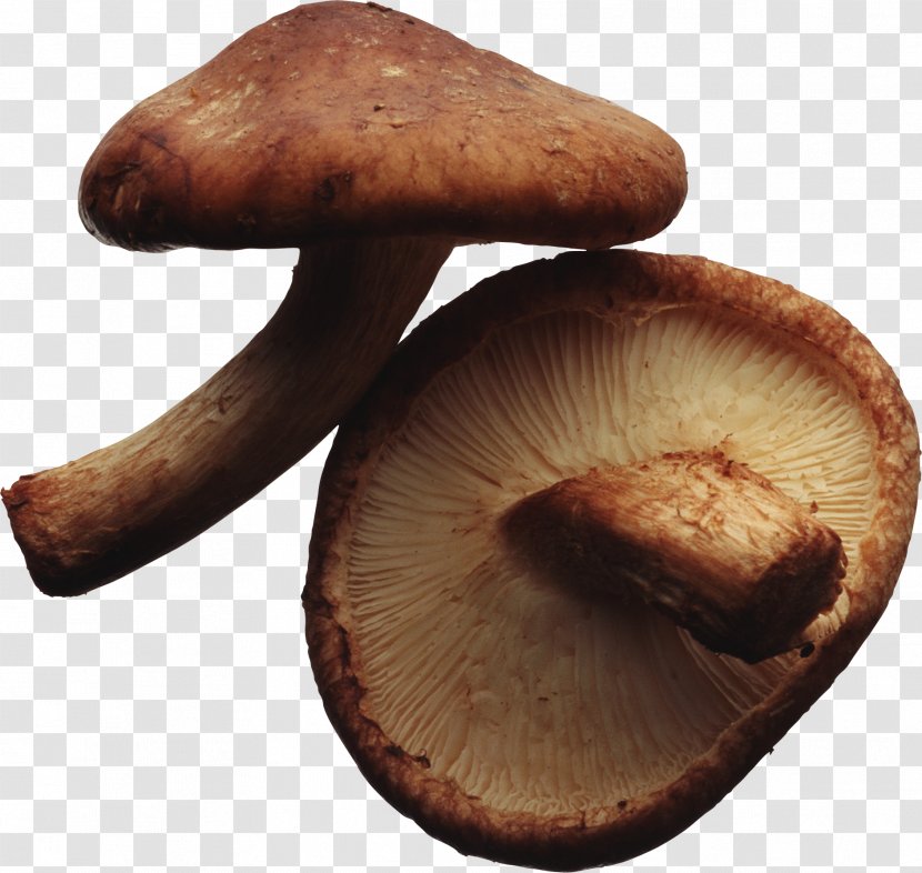 Shiitake Vegetarian Cuisine Edible Mushroom Fungus - Lentinula - Mushrooms Transparent PNG