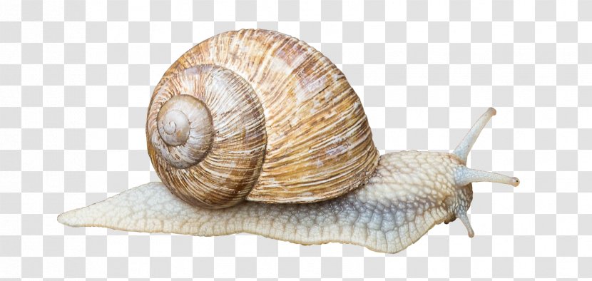 Gastropods Land Snail Gastropod Shell Animal - Schnecken - Snails Transparent PNG