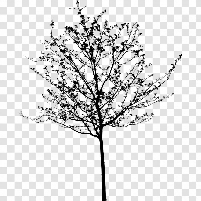 Twig Plant Stem Flower Leaf Line - American Larch Transparent PNG