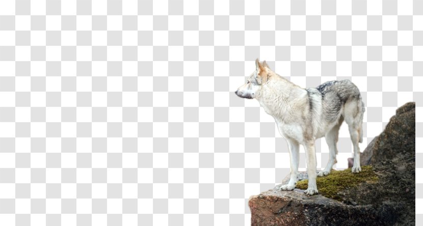 Czechoslovakian Wolfdog Saarloos Coyote Transparent PNG