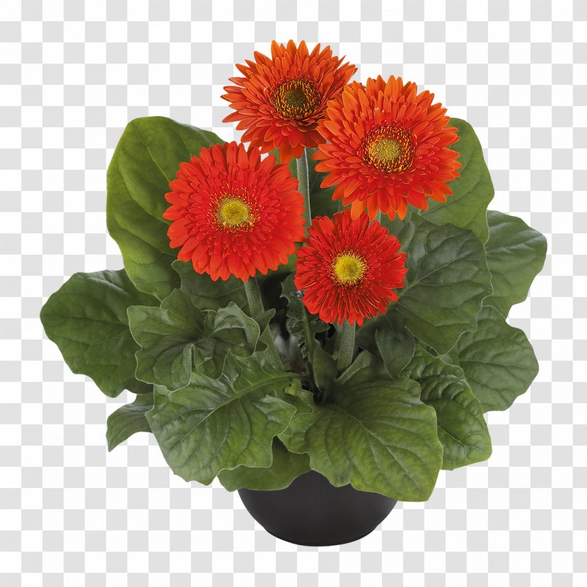 Transvaal Daisy Chrysanthemum Floristry Cut Flowers Flowerpot - Artificial Flower Transparent PNG