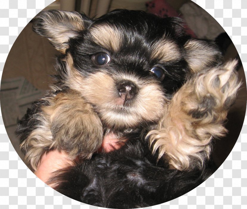 Yorkshire Terrier Morkie Shih Tzu Puppy Chinese Imperial Dog - Toy Transparent PNG