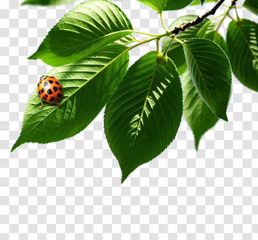 Ladybird Elements, Hong Kong Green - Leaf - Leaves Ladybug Transparent PNG