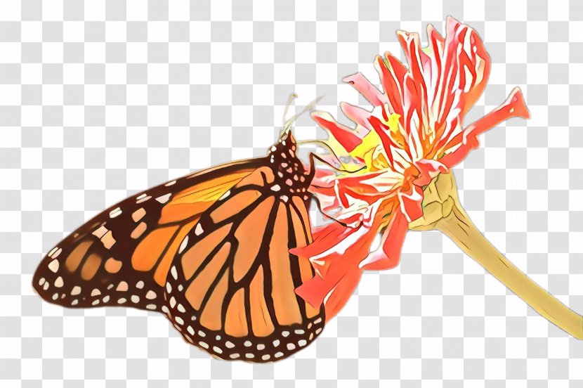 Monarch Butterfly - Queen Pollinator Transparent PNG
