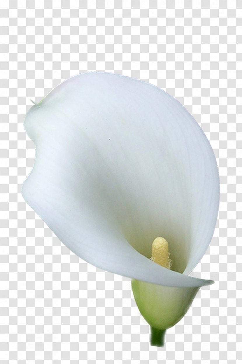 Flower Arum-lily Photography Lilium - Arum - Flor Transparent PNG