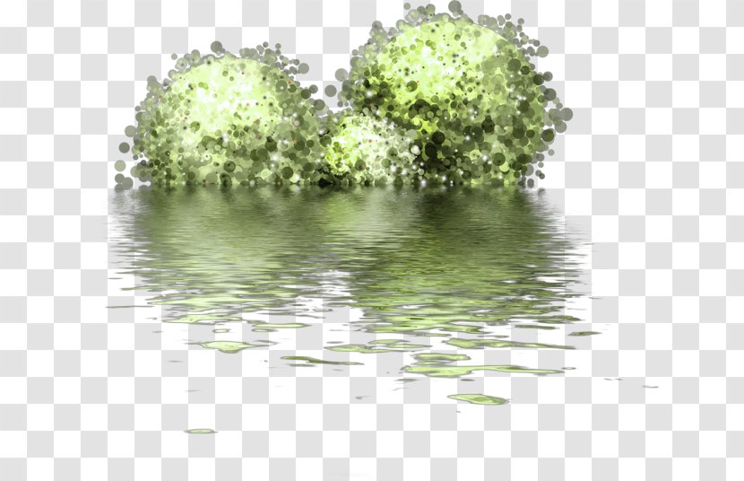 Clip Art - Grass - Reflection In The Water Transparent PNG