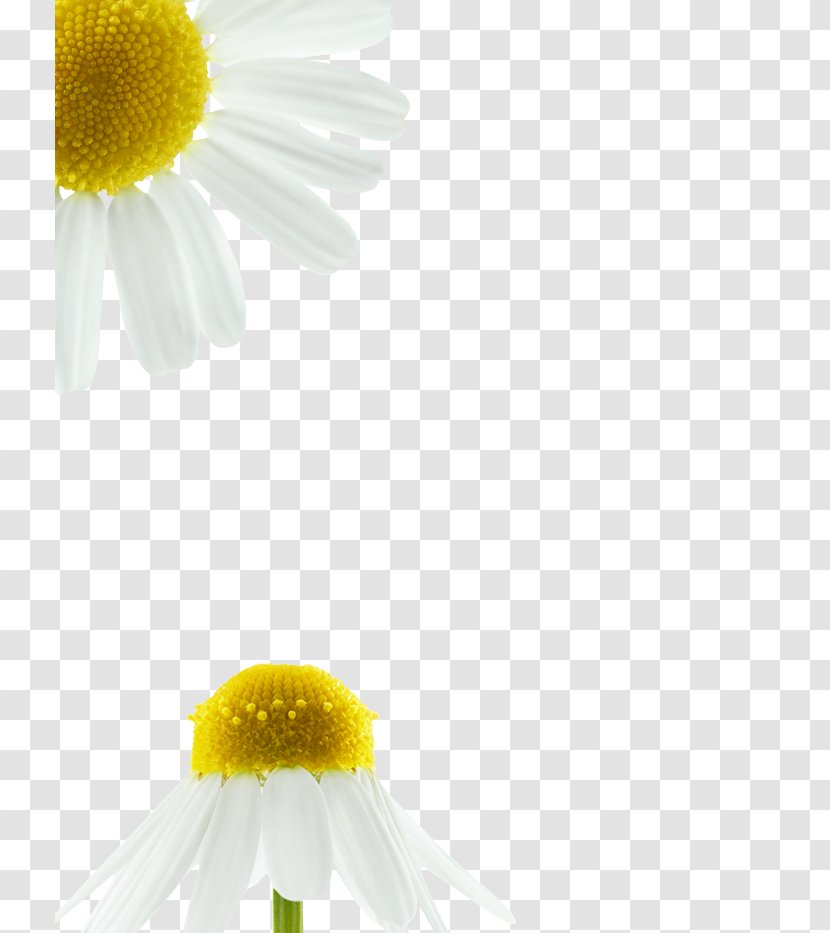 Roman Chamomile Oxeye Daisy Desktop Wallpaper Petal Close-up - Chamaemelum Nobile Transparent PNG