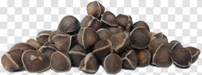 Drumstick Tree Seed Food Nut - Moringa Transparent PNG