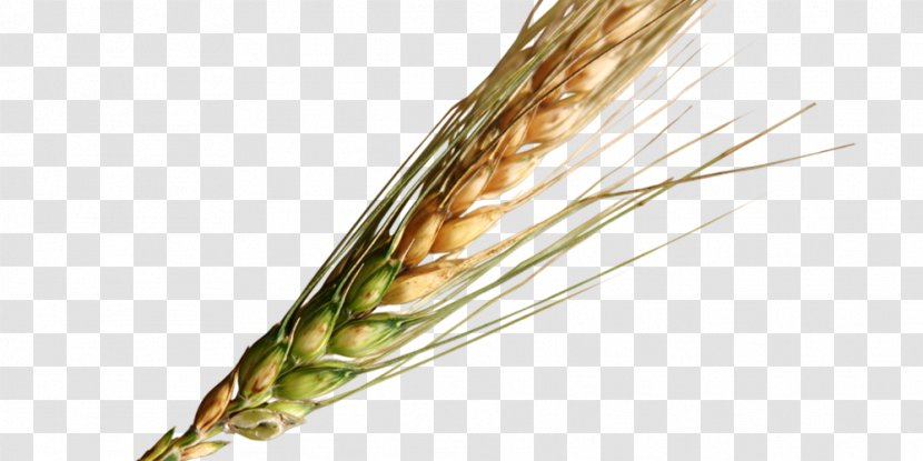 Grasses Food Grain Emmer Cereal - Plant - Wheat Transparent PNG