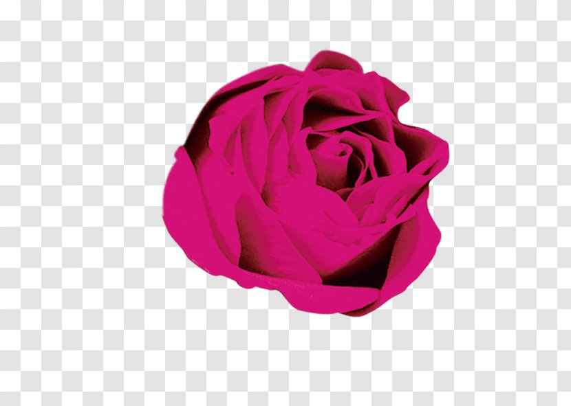Rose Flower Download - Petal Transparent PNG
