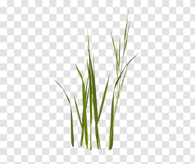 Sweet Grass Wheatgrass Commodity Grasses Plant Stem Transparent PNG