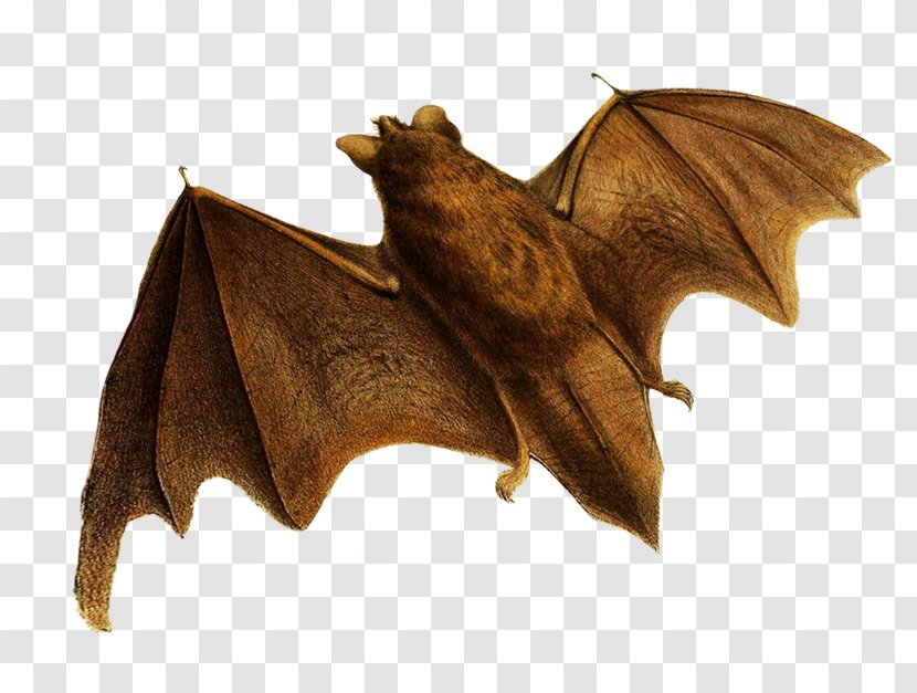 Bat Flight Clip Art Image - Plate Transparent PNG