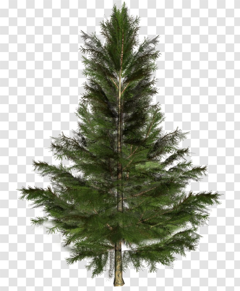 Spruce Fir Pine Christmas Tree - Forest Transparent PNG