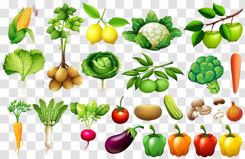 Vegetable Euclidean Vector Illustration - Calorie - Daquan Vegetables Transparent PNG
