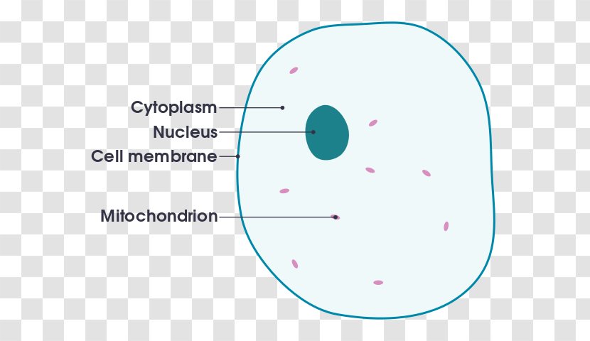 Cèl·lula Animal Plant Cell - Cartoon Transparent PNG