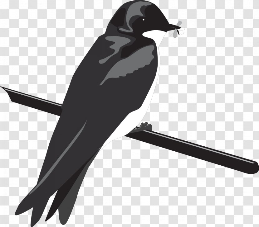 Swallow Bird - American Crow - Songbird European Transparent PNG