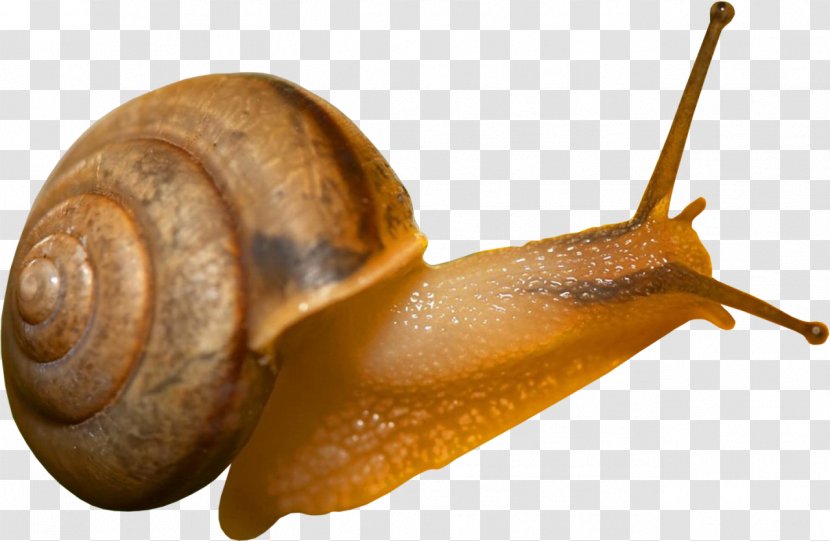 Snail Mucus Digital Image Raster Graphics - Molluscs - Snails Transparent PNG