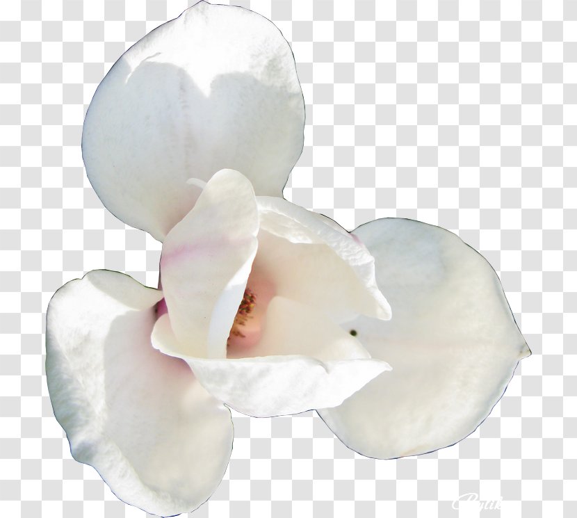 Flower Dots Per Inch Clip Art - Flowering Plant - Magnolia Vector Transparent PNG