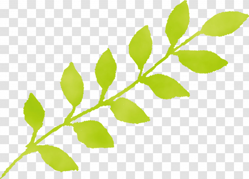 Leaf Plant Flower Green Tree Transparent PNG