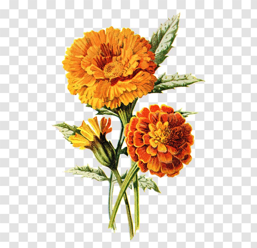 Mexican Marigold Tattoo Clip Art Flower - Daisy Family Transparent PNG