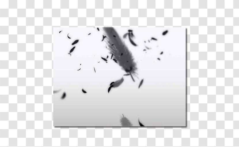 White Feather Bird Desktop Wallpaper Transparent PNG