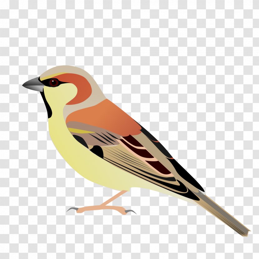 House Sparrow Plain-backed Bird Sind Somali - Songbird Transparent PNG