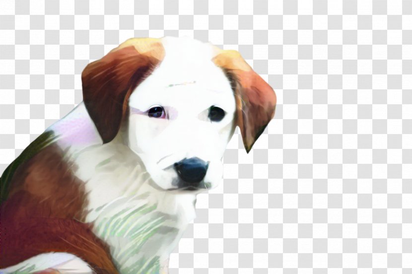 Cute Dog - Sporting Group - Ancient Breeds Rare Breed Transparent PNG