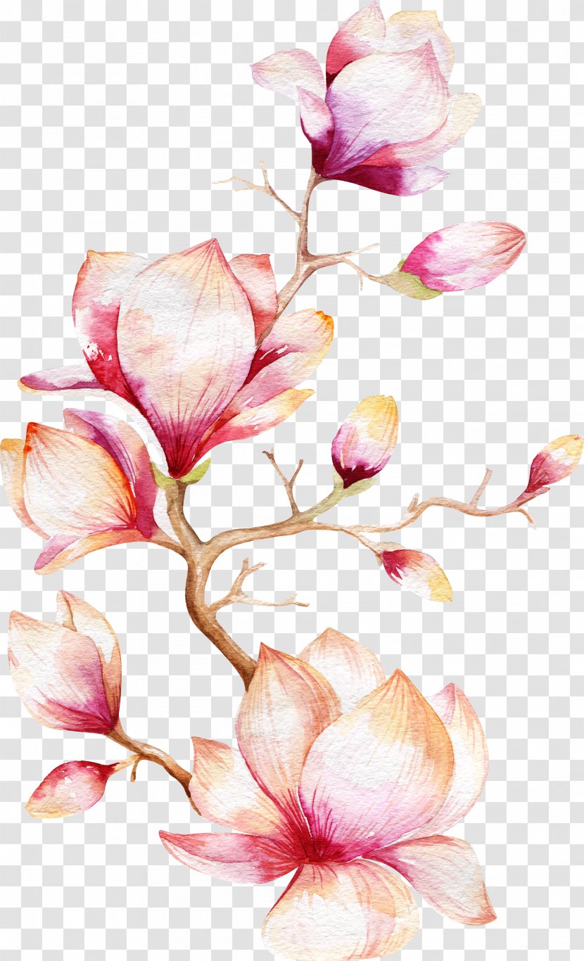 Watercolor Painting Magnolia Flower - Petal - Orchid Tree Transparent PNG