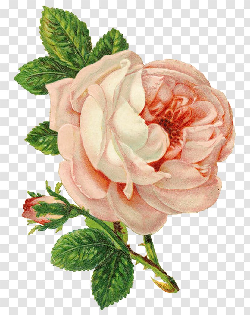 Rose Flower Drawing Clip Art - Flowering Plant - Pink Roses Transparent PNG