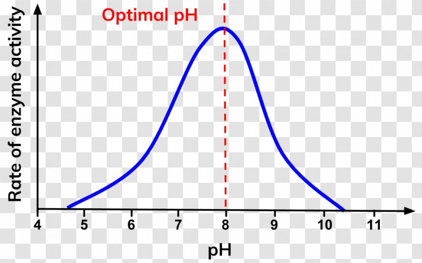 Enzyme PH Thermodynamic Activity Reaction Rate Negative Feedback - Diagram Transparent PNG