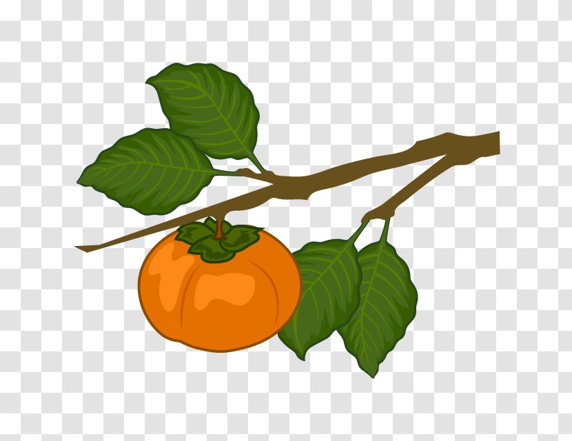Clip Art Japanese Persimmon Branch Fruit Tree Transparent PNG
