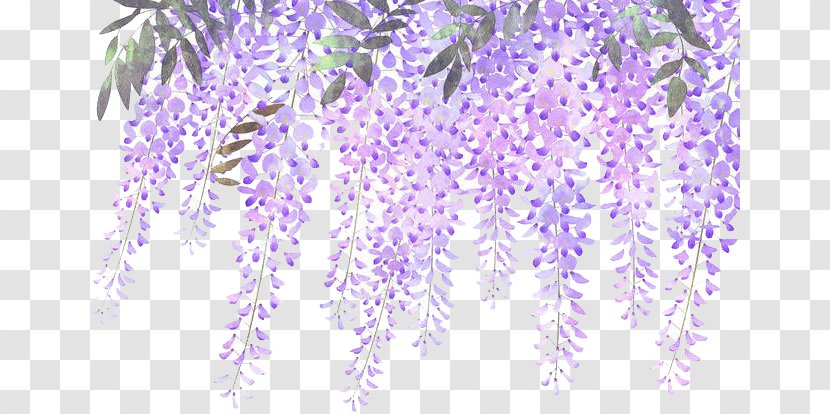 Lavender Flower Purple Wisteria - Painted Flowers Transparent PNG