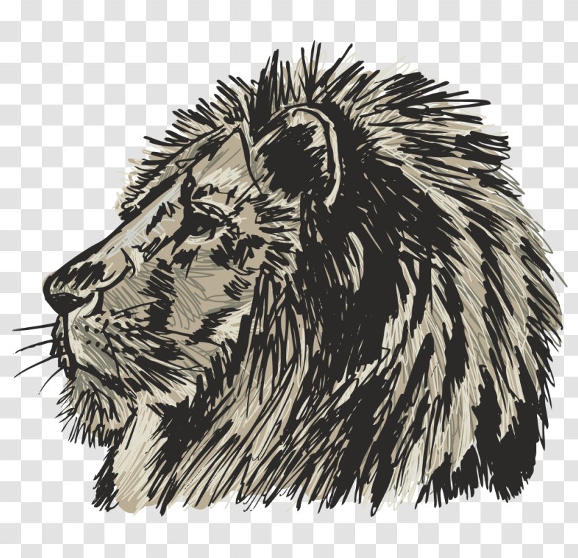 Lion Felidae Drawing Sketch - Organism Transparent PNG