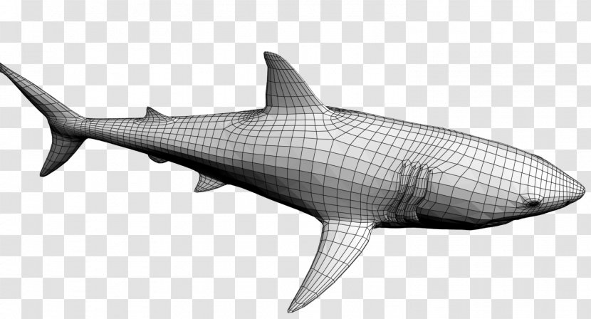Tiger Shark Lamniformes Great White Marine Mammal Squaliform Sharks - Animal - 3d Transparent PNG