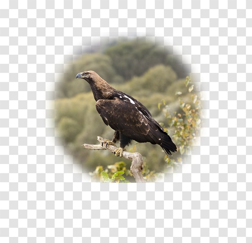 Eastern Imperial Eagle Vinnytsia Bird Of Prey Transparent PNG