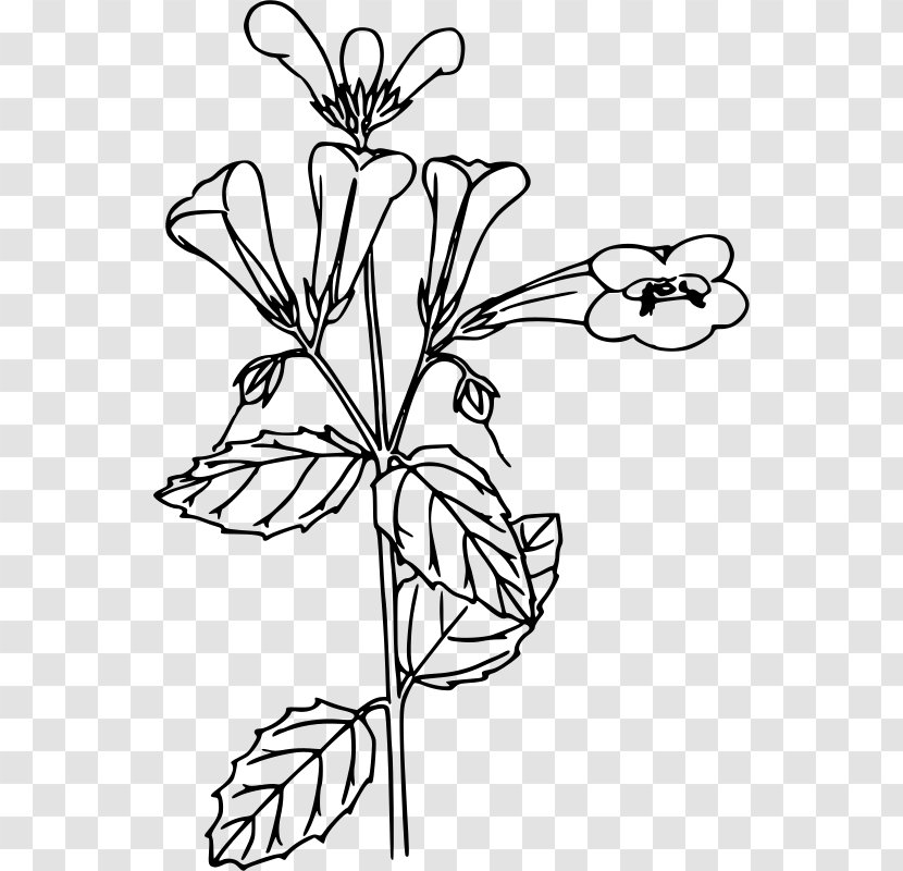 Flower Line Art Coloring Book Clip - Woodland Transparent PNG