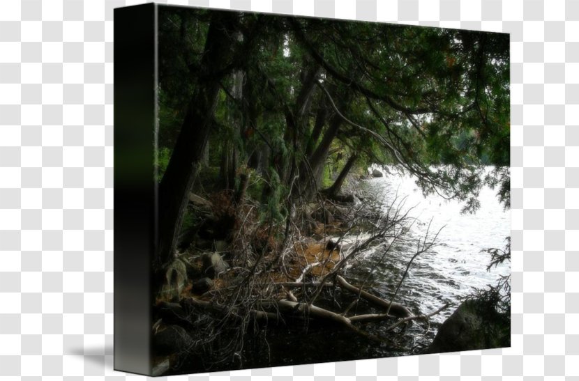 Rainforest Vegetation Biome Wood Stock Photography Transparent PNG