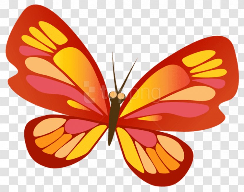Monarch Butterfly Insect Clip Art Weed - Common Milkweed Transparent PNG