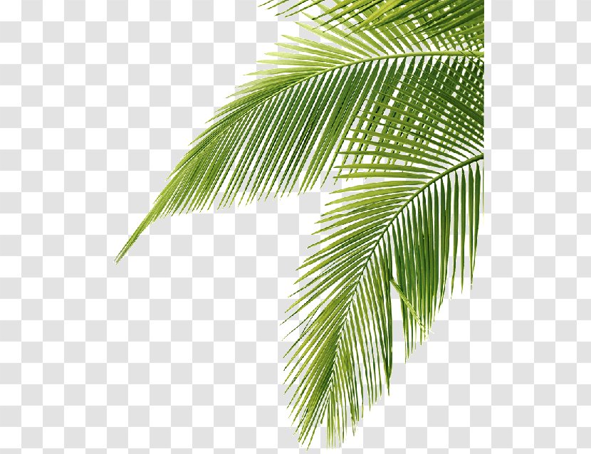 Palm Trees Clip Art Image Sago - Woody Plant - Bayleaf Transparency And ...