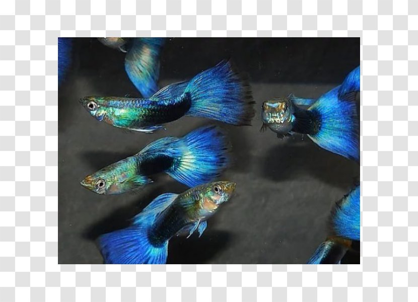 Guppy Ornamental Fish Aquarium Neon Tetra Transparent PNG