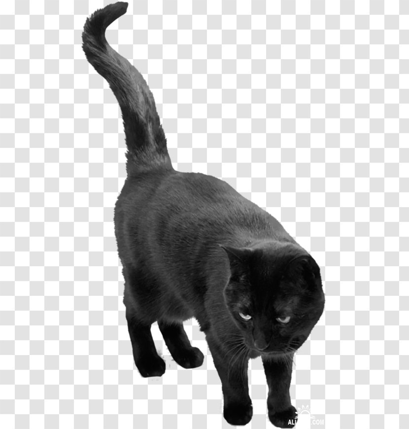 Cat Belief Superstition - Whiskers Transparent PNG