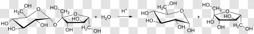 Invertase Inverted Sugar Syrup Enzyme Table Hydrolysis - Tree - Area Transparent PNG