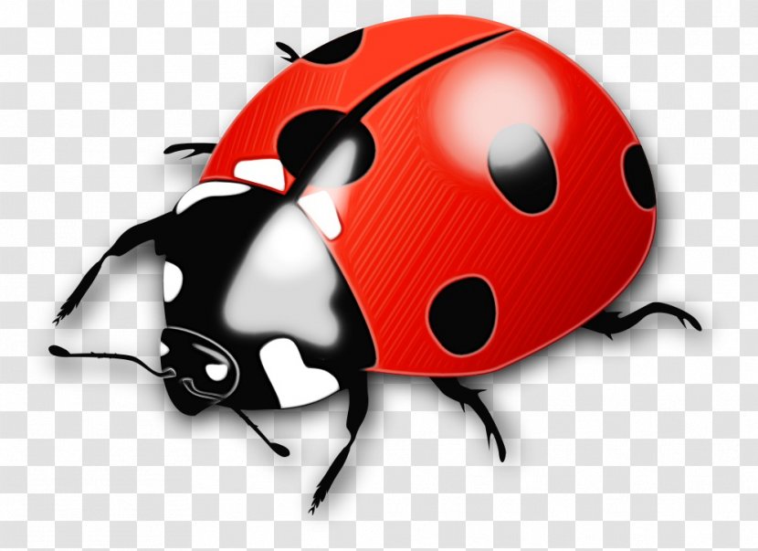 Ladybug - Insect - Leaf Beetle Transparent PNG